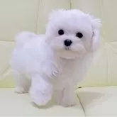 マルチーズ