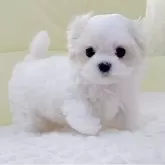 マルチーズ