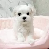 マルチーズ