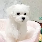 マルチーズ