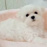 マルチーズ