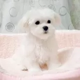 マルチーズ