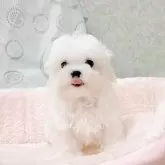 マルチーズ