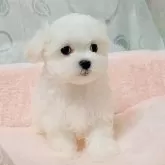 マルチーズ