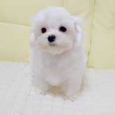 マルチーズ