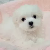 マルチーズ