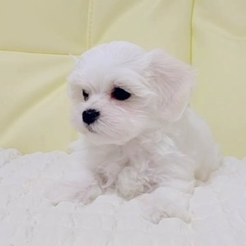 マルチーズ【鳥取県・女の子・2024年5月23日・ホワイト】の写真「クリクリ目の綺麗な顔立ちの女の子です。💞」