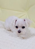 マルチーズ【・女の子・2021年11月12日・ホワイト】