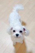 マルチーズ【・男の子・2023年11月20日・ホワイト】