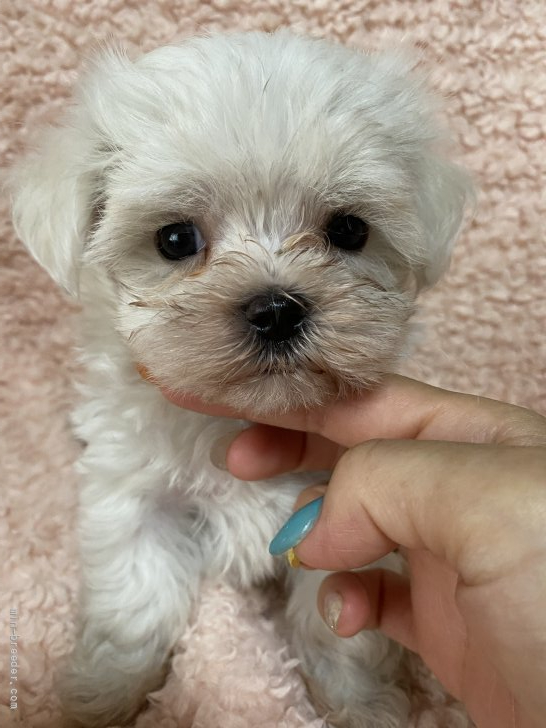 マルチーズ 千葉県 男の子 21年6月21日 ホワイト メチャクチャ可愛い です みんなのブリーダー 子犬id 2108 マルチーズ 千葉県 男の子 21年6月21日 ホワイト メチャクチャ可愛い です みんなのブリーダー 子犬id 2108