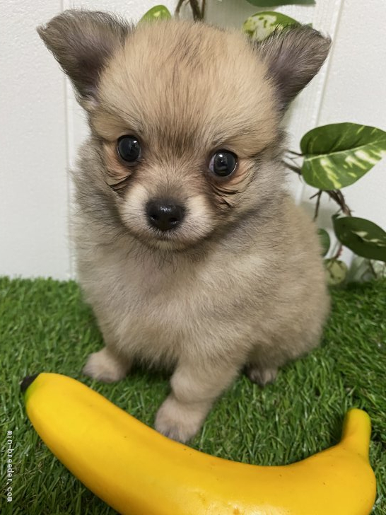 チワポメ チワワ ポメラニアン 千葉県 男の子 年8月7日 レッド お目めクリクリ みんなのブリーダー 子犬id 10 チワポメ チワワ ポメラニアン 千葉県 男の子 年8月7日 レッド お目めクリクリ みんなのブリーダー 子犬id 10