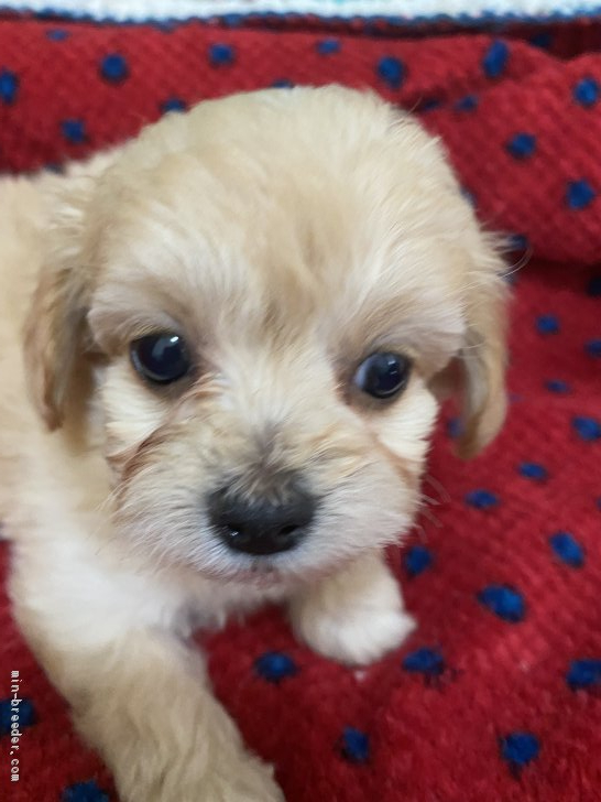 チワプー チワワ プードル 千葉県 男の子 21年2月14日 アプリコット Happy Valentine 生まれ みんなのブリーダー 子犬id 2103 チワプー チワワ プードル 千葉県 男の子 21年2月14日 アプリコット Happy Valentine 生まれ みんなのブリーダー 子犬id 2103