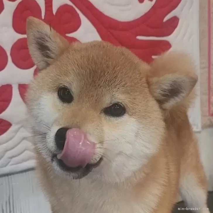カイちゃん 様のお迎えした子犬