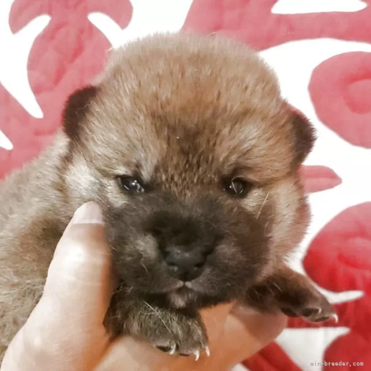 柴犬(標準サイズ)【岐阜県・男の子・2025年5月20日・赤】の写真1「目が開きました!」