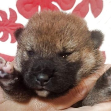柴犬(標準サイズ)【岐阜県・男の子・2025年5月20日・赤】の写真「まんまる顔の雄」