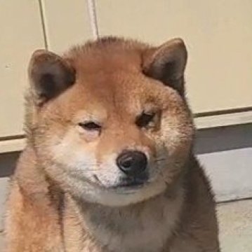 柴犬(標準サイズ)【岐阜県・男の子・2024年1月8日・赤(黒毛差し)】の写真「雄らしいイケワン」