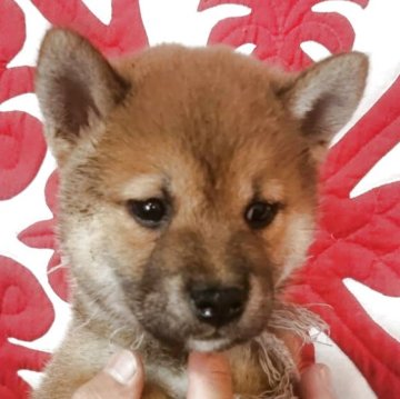 柴犬(標準サイズ)【岐阜県・男の子・2025年5月20日・赤】の写真「狸顔のイケワンになりそう👌」