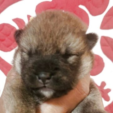 柴犬(標準サイズ)【岐阜県・男の子・2025年5月20日・赤】の写真「まんまる顔の雄」