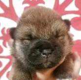 柴犬(標準サイズ)