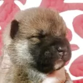 柴犬(標準サイズ)