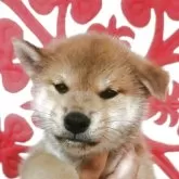 柴犬(標準サイズ)