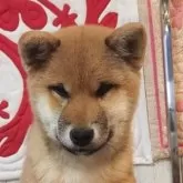 柴犬(標準サイズ)【岐阜県・男の子・2024年11月3日・赤】の写真1