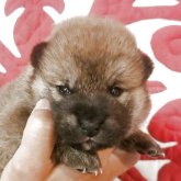 柴犬(標準サイズ)