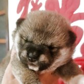 柴犬(標準サイズ)