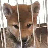 柴犬(標準サイズ)