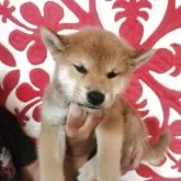 柴犬(標準サイズ)【岐阜県・男の子・2025年5月11日・赤】の写真2