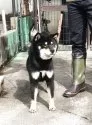 柴犬(標準サイズ)【岐阜県・男の子・2025年5月20日・赤】の写真6「お父さん」