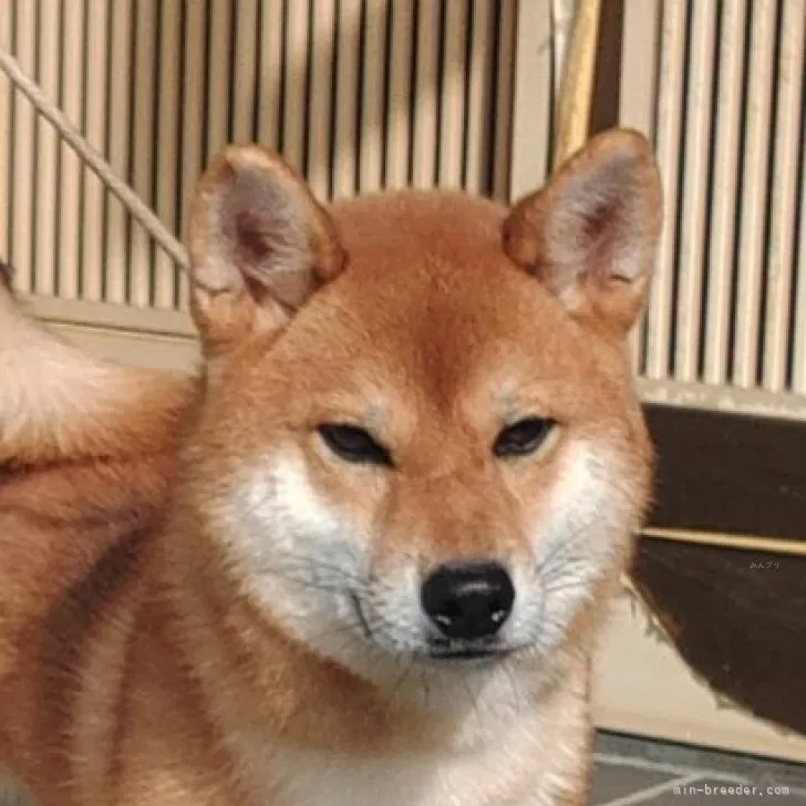 ID:2411-00859の子犬