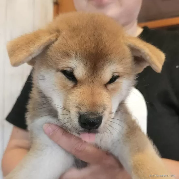 N.I 様のお迎えした子犬