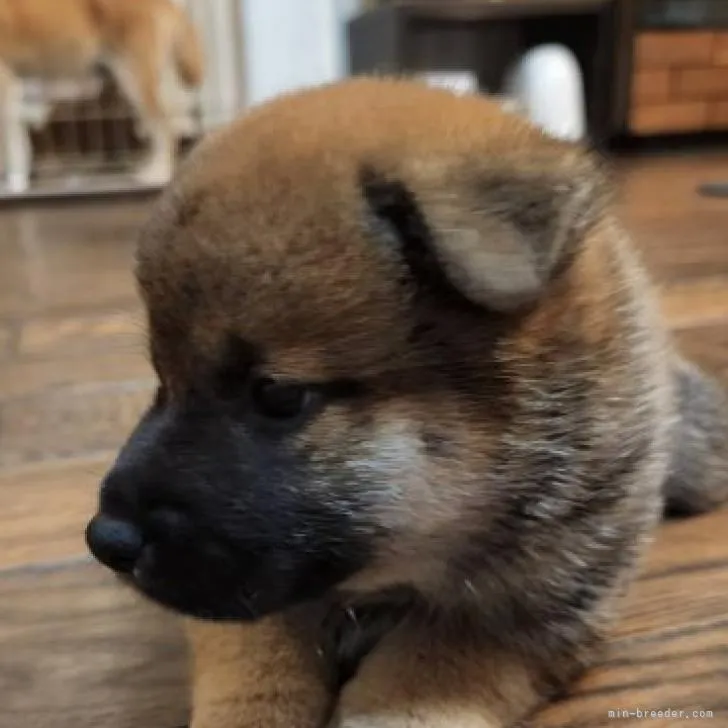 T.T 様のお迎えした子犬