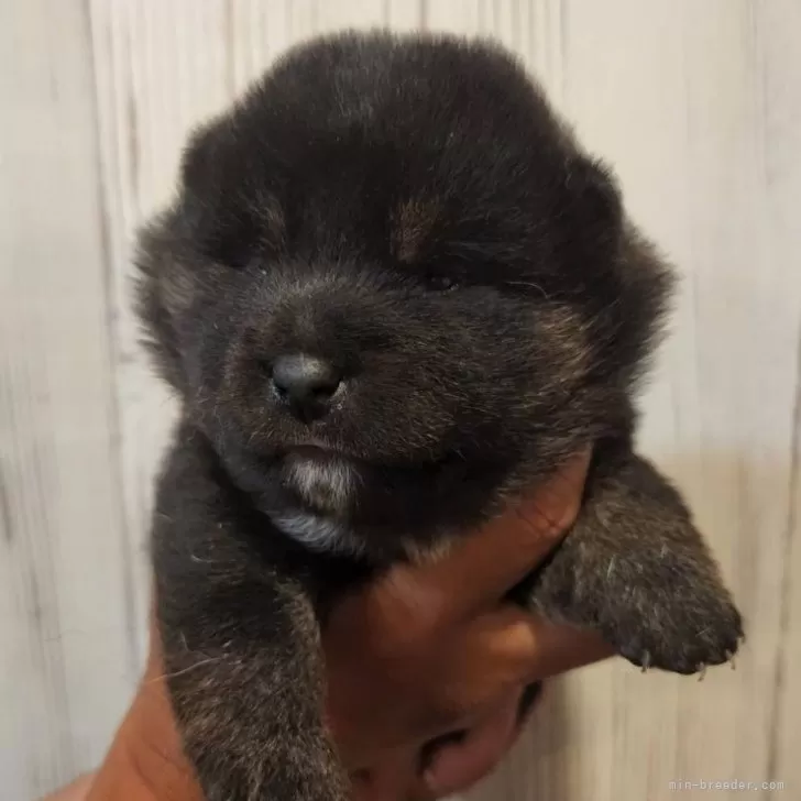 ID:2405-07382の子犬