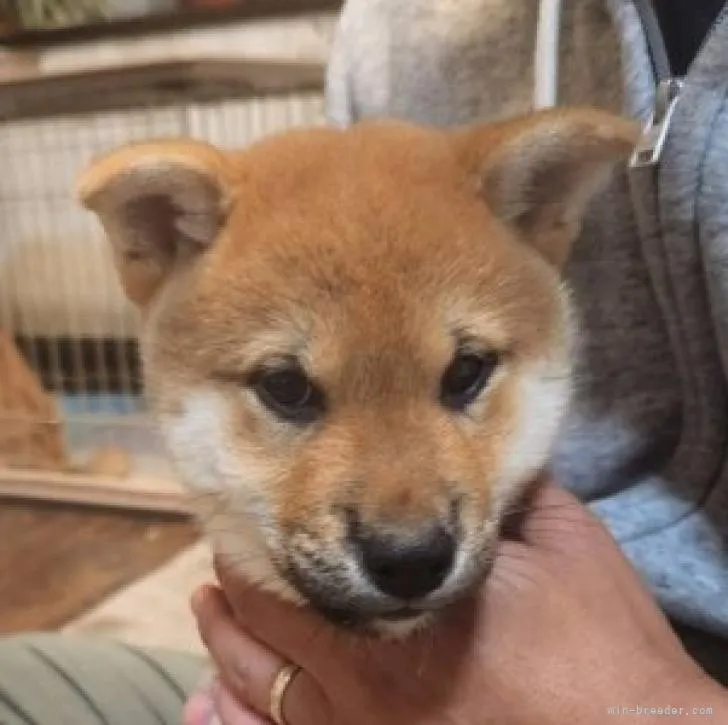 K.K 様のお迎えした子犬