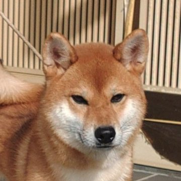 柴犬(標準サイズ)【岐阜県・男の子・2023年2月26日・赤】の写真「キリッとしたイケワン！」