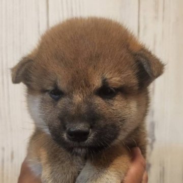 柴犬(標準サイズ)【岐阜県・男の子・2024年9月6日・赤】の写真「ワイルドな男の子🤗」