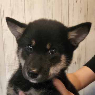 柴犬(標準サイズ)【岐阜県・男の子・2024年5月14日・黒】の写真「こぶりな黒雄です、顔も良い！」