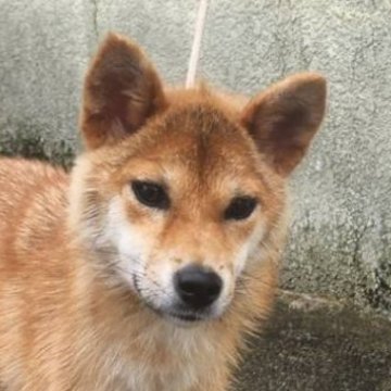 柴犬(標準サイズ)【岐阜県・女の子・2023年6月21日・赤】の写真「大きな目の美人さんです！」