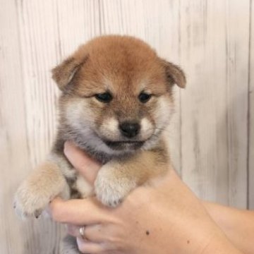 柴犬(標準サイズ)【岐阜県・女の子・2023年9月18日・赤】の写真「可愛いです(笑)」