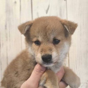 柴犬(標準サイズ)【岐阜県・女の子・2023年1月7日・赤】の写真「とても可愛いです👌」
