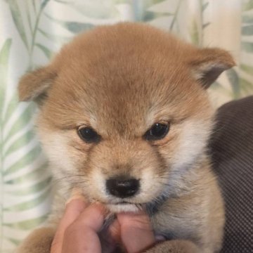 柴犬(標準サイズ)【岐阜県・女の子・2024年1月31日・赤】の写真「可愛く元気にそだちました！」