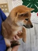柴犬(標準サイズ)【岐阜県・女の子・2023年6月20日・赤】の写真4