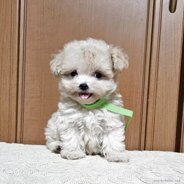 ID：2507-08776の子犬