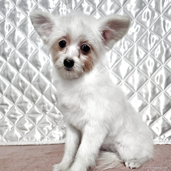 ポメ子 🖤🤍ハート柄の子犬🤍🖤 背中にキュートなハート模様を持つ子犬