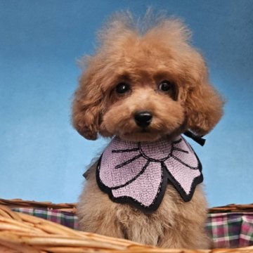 トイプードル(タイニー)【東京都・女の子・2025年5月22日・レッド】の写真「サイズ小さめ予想の女の子🩷」