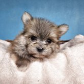 ポメマル(マルチーズ×ポメラニアン)