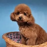 タイニープードル