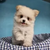 ポメマル(ポメラニアン×マルチーズ)【東京都・女の子・2025年1月25日・クリーム】の写真1